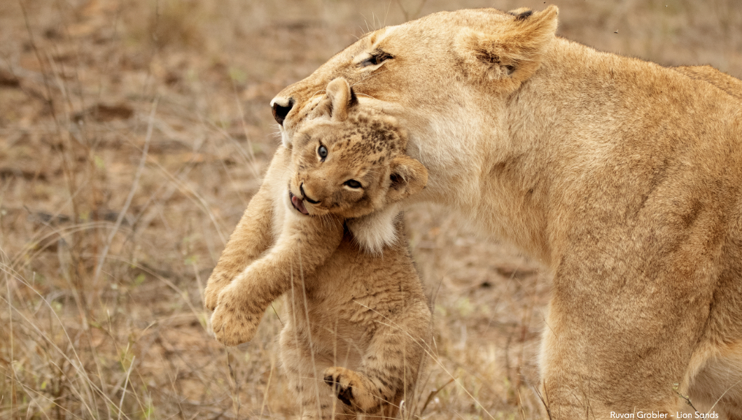 Lioness and Cub